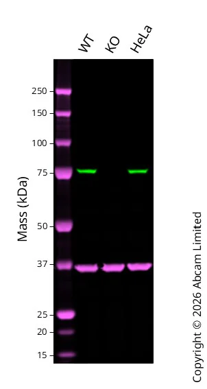 Western blot - Anti-Ezrin antibody [EPR23353-55] (AB270442)
