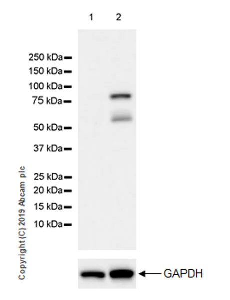 Western blot - Anti-Ezrin antibody [EPR23353-55] (AB270442)