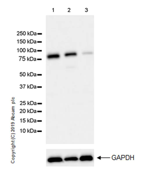 Western blot - Anti-Ezrin antibody [EPR23353-55] (AB270442)