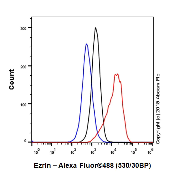 Flow Cytometry (Intracellular) - Anti-Ezrin antibody [EPR23353-55] - BSA and Azide free (AB270525)