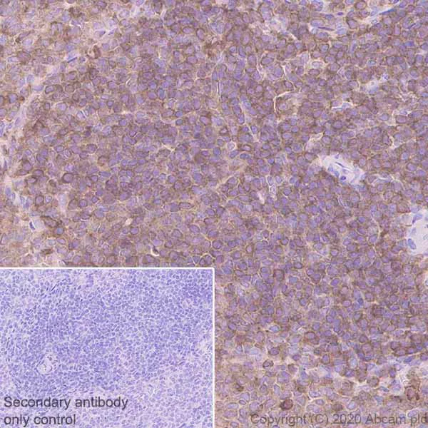 Immunohistochemistry (Formalin/PFA-fixed paraffin-embedded sections) - Anti-Ezrin antibody [EPR23353-55] - BSA and Azide free (AB270525)