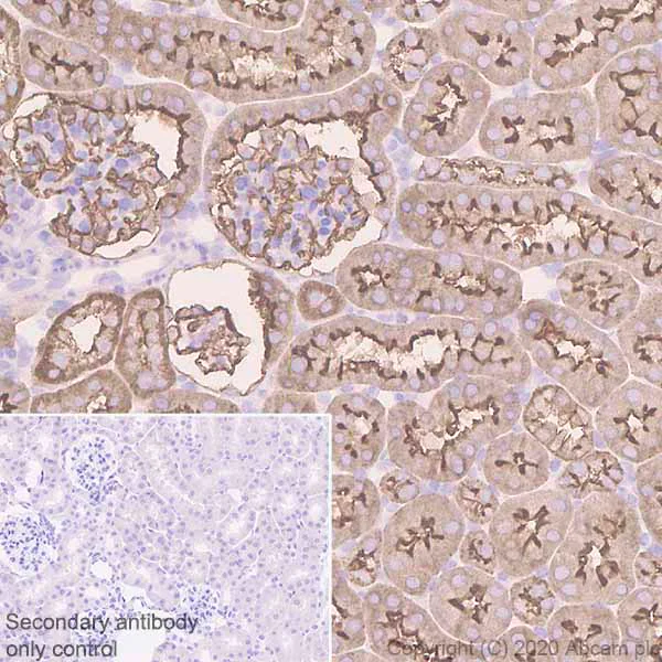 Immunohistochemistry (Formalin/PFA-fixed paraffin-embedded sections) - Anti-Ezrin antibody [EPR23353-55] - BSA and Azide free (AB270525)