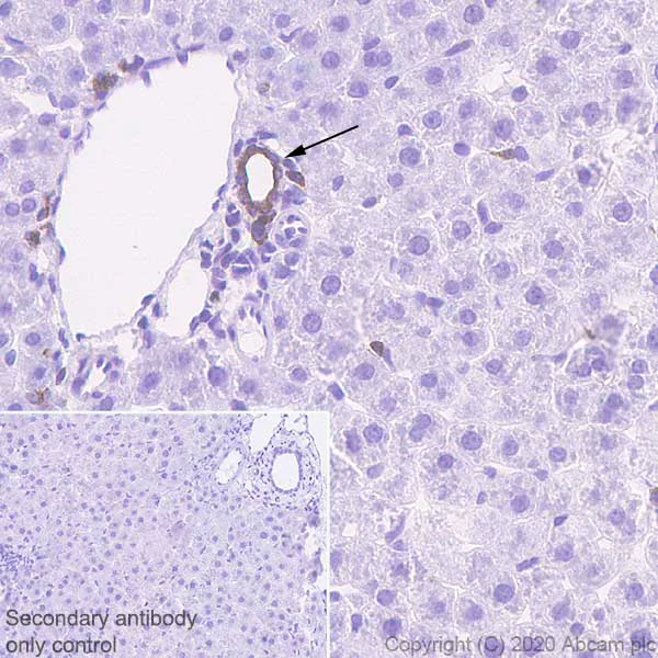 Immunohistochemistry (Formalin/PFA-fixed paraffin-embedded sections) - Anti-Ezrin antibody [EPR23353-55] - BSA and Azide free (AB270525)