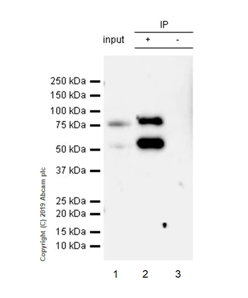Immunoprecipitation - Anti-Ezrin antibody [EPR23353-55] - BSA and Azide free (AB270525)