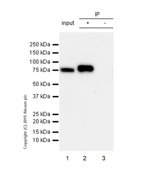 Immunoprecipitation - Anti-Ezrin antibody [EPR23353-55] - BSA and Azide free (AB270525)