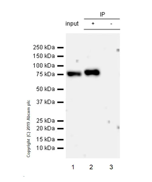 Immunoprecipitation - Anti-Ezrin antibody [EPR23353-55] - BSA and Azide free (AB270525)