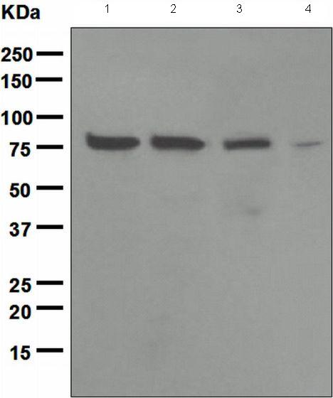 Western blot - Anti-Ezrin antibody [EPR803] (AB133297), expandable thumbnail