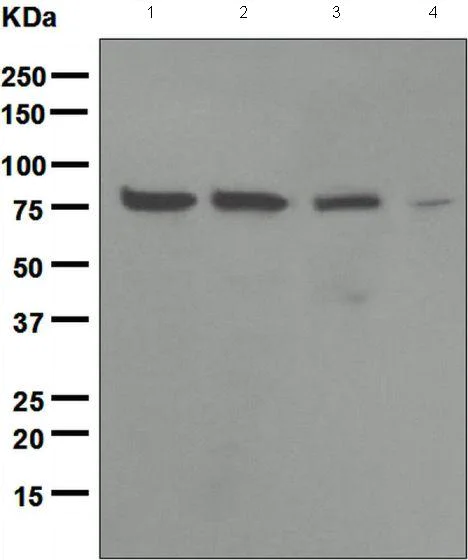 Western blot - Anti-Ezrin antibody [EPR803] (AB133297)