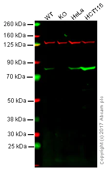 Western blot - Anti-Ezrin antibody [EPR803] (AB133297)