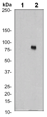 Western blot - Anti-Ezrin (phospho Y353) antibody [EP925Y] (AB52916)