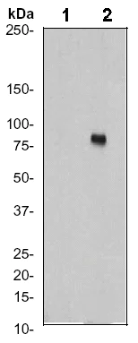 Western blot - Anti-Ezrin (phospho Y353) antibody [EP925Y] (AB52916)