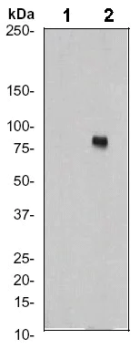 Western blot - Anti-Ezrin (phospho Y353) antibody [EP925Y] - BSA and Azide free (AB284696)