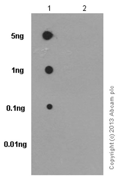 Dot Blot - Anti-Ezrin (pThr567)/ Radixin (pThr564)/ Moesin (pThr558) antibody [EP2122Y] (ab76247), expandable thumbnail