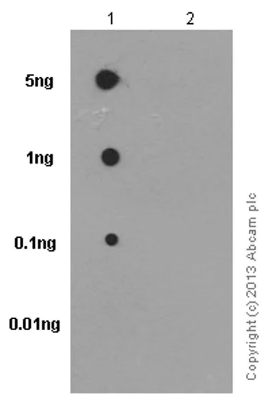 Dot Blot - Anti-Ezrin (pThr567)/ Radixin (pThr564)/ Moesin (pThr558) antibody [EP2122Y] - BSA and Azide free (AB238957)