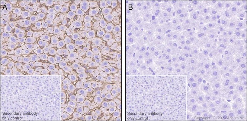 Immunohistochemistry (Formalin/PFA-fixed paraffin-embedded sections) - Anti-Ezrin (pThr567)/ Radixin (pThr564)/ Moesin (pThr558) antibody [EP2122Y] - BSA and Azide free (ab238957), expandable thumbnail