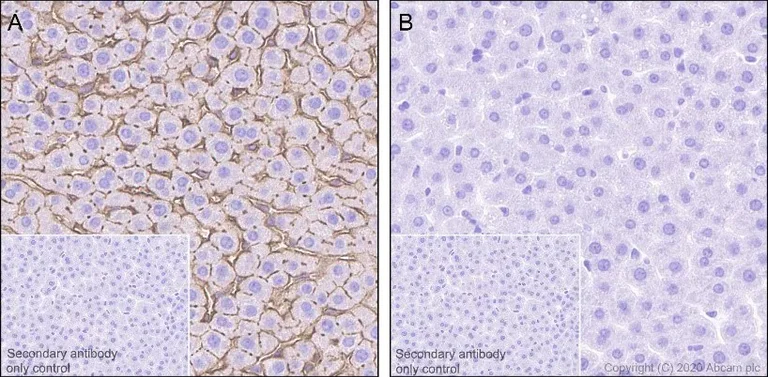 Immunohistochemistry (Formalin/PFA-fixed paraffin-embedded sections) - Anti-Ezrin (pThr567)/ Radixin (pThr564)/ Moesin (pThr558) antibody [EP2122Y] - BSA and Azide free (AB238957)