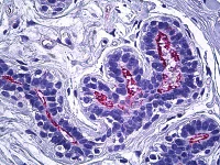 Immunohistochemistry (Formalin/PFA-fixed paraffin-embedded sections) - Anti-Ezrin / Radixin / Moesin antibody (AB118572)