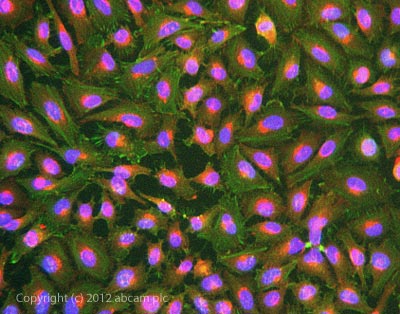 Immunocytochemistry/ Immunofluorescence - Anti-F-actin antibody [4E3.adl] (AB130935), expandable thumbnail