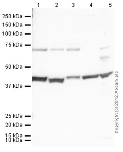 Western blot - Anti-F-actin antibody [4E3.adl] - Loading Control (AB130935)