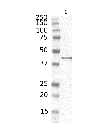 Western blot - Anti-F-actin antibody [NH3] (AB205)