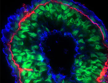 Fluorescence Microscopy - F-actin Staining Kit - Blue Fluorescence - Cytopainter (AB112124)