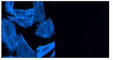 Fluorescence Microscopy - F-actin Staining Kit - Blue Fluorescence - Cytopainter (AB112124), expandable thumbnail