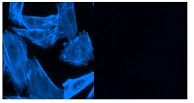 Fluorescence Microscopy - F-actin Staining Kit - Blue Fluorescence - Cytopainter (AB112124)