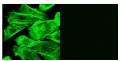 Functional Studies - F-actin Staining Kit - Green Fluorescence - Cytopainter (AB112125), expandable thumbnail