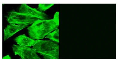 Functional Studies - F-actin Staining Kit - Green Fluorescence - Cytopainter (AB112125)