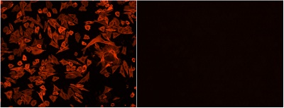Functional Studies - F-actin Staining Kit - Orange Fluorescence - Cytopainter (AB112126), expandable thumbnail