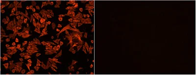 Functional Studies - F-actin Staining Kit - Orange Fluorescence - Cytopainter (AB112126)