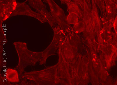 Immunocytochemistry/ Immunofluorescence - F-actin Staining Kit - Red Fluorescence - Cytopainter (AB112127), expandable thumbnail