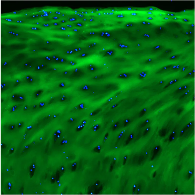 Immunofluorescence - F-CHP Collagen Hybridizing Peptide - 5-FAM Conjugate (AB325716)
