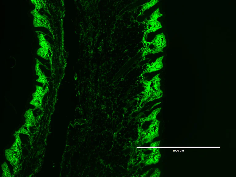 Immunofluorescence - F-CHP Collagen Hybridizing Peptide - 5-FAM Conjugate (AB325716)