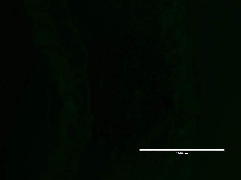 Immunofluorescence - F-CHP Collagen Hybridizing Peptide - 5-FAM Conjugate - Scrambled Control (AB325717)