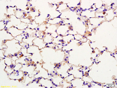 Immunohistochemistry (Formalin/PFA-fixed paraffin-embedded sections) - Anti-F-spondin antibody (AB215165)