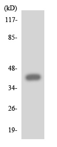 Western blot - Anti-F2RL3 antibody (AB137927)