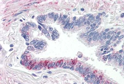 Immunohistochemistry (Formalin/PFA-fixed paraffin-embedded sections) - Anti-F2RL3 antibody (AB150551)