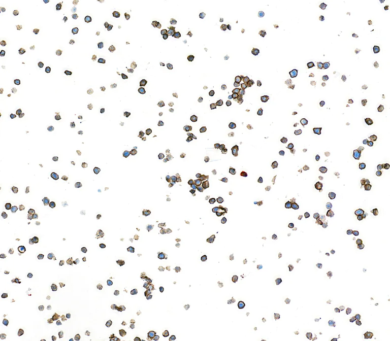 Immunocytochemistry - Anti-F4/80 antibody [BLR209K] - BSA free (AB314103)