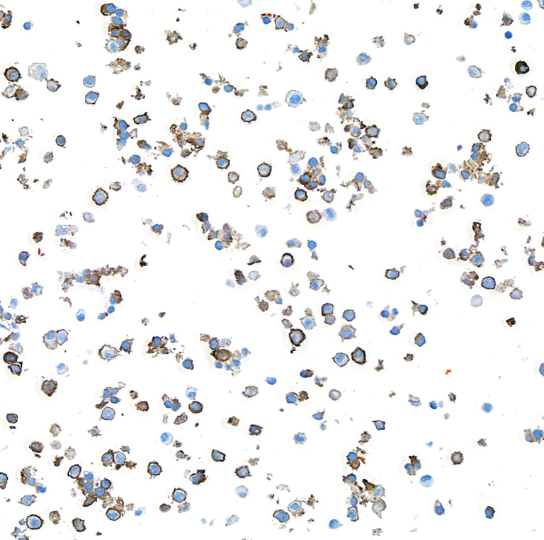 Immunocytochemistry - Anti-F4/80 antibody [BLR209K] - BSA free (AB314103)