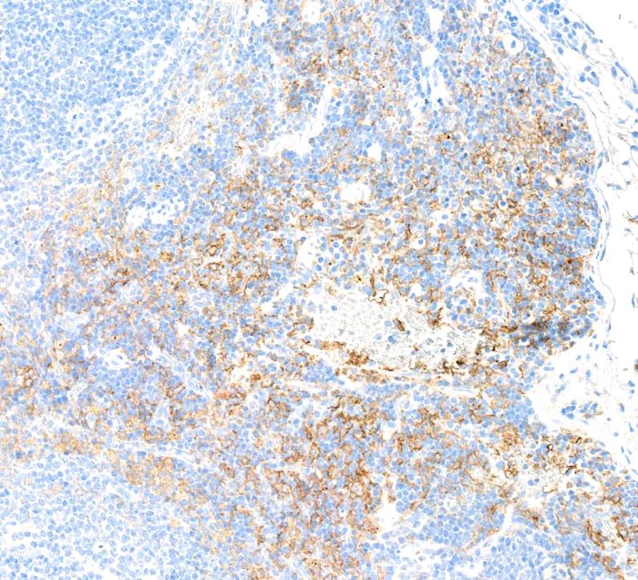Immunohistochemistry (Formalin/PFA-fixed paraffin-embedded sections) - Anti-F4/80 antibody [BLR209K] - BSA free (AB314103)