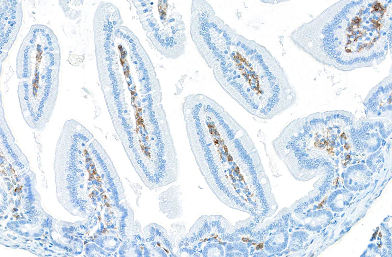 Immunohistochemistry (Formalin/PFA-fixed paraffin-embedded sections) - Anti-F4/80 antibody [BLR209K] - BSA free (AB314103)