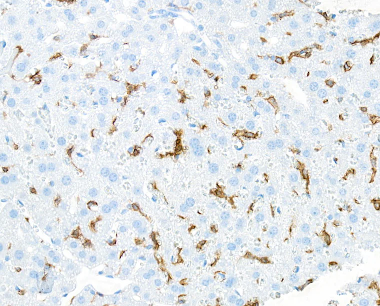 Immunohistochemistry (Formalin/PFA-fixed paraffin-embedded sections) - Anti-F4/80 antibody [BLR209K] - BSA free (AB314103)
