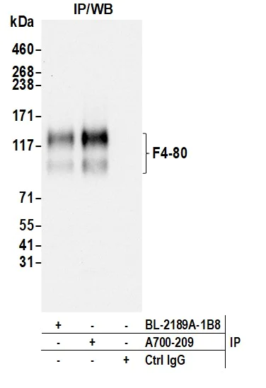 Immunoprecipitation - Anti-F4/80 antibody [BLR209K] - BSA free (AB314103)