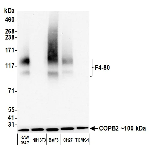 Western blot - Anti-F4/80 antibody [BLR209K] - BSA free (AB314103)