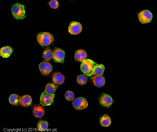 Immunocytochemistry - Anti-F4/80 antibody [BM8] (AB16911)
