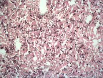 Immunohistochemistry (Frozen sections) - Anti-F4/80 antibody [BM8] (AB16911)