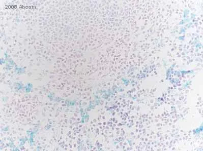 Immunohistochemistry (Frozen sections) - Anti-F4/80 antibody [BM8] (AB16911)