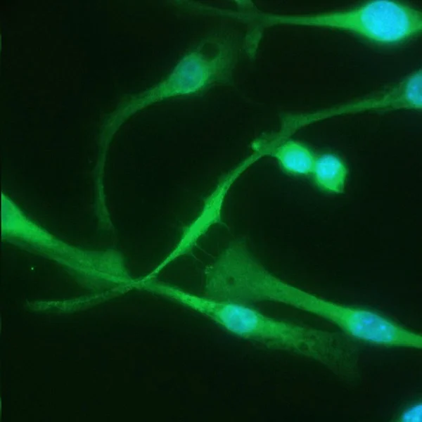 Immunocytochemistry/ Immunofluorescence - Anti-F4/80 antibody - C-terminal (AB186073)