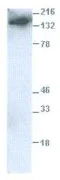 Western blot - Anti-F4/80 antibody - C-terminal (AB186073)